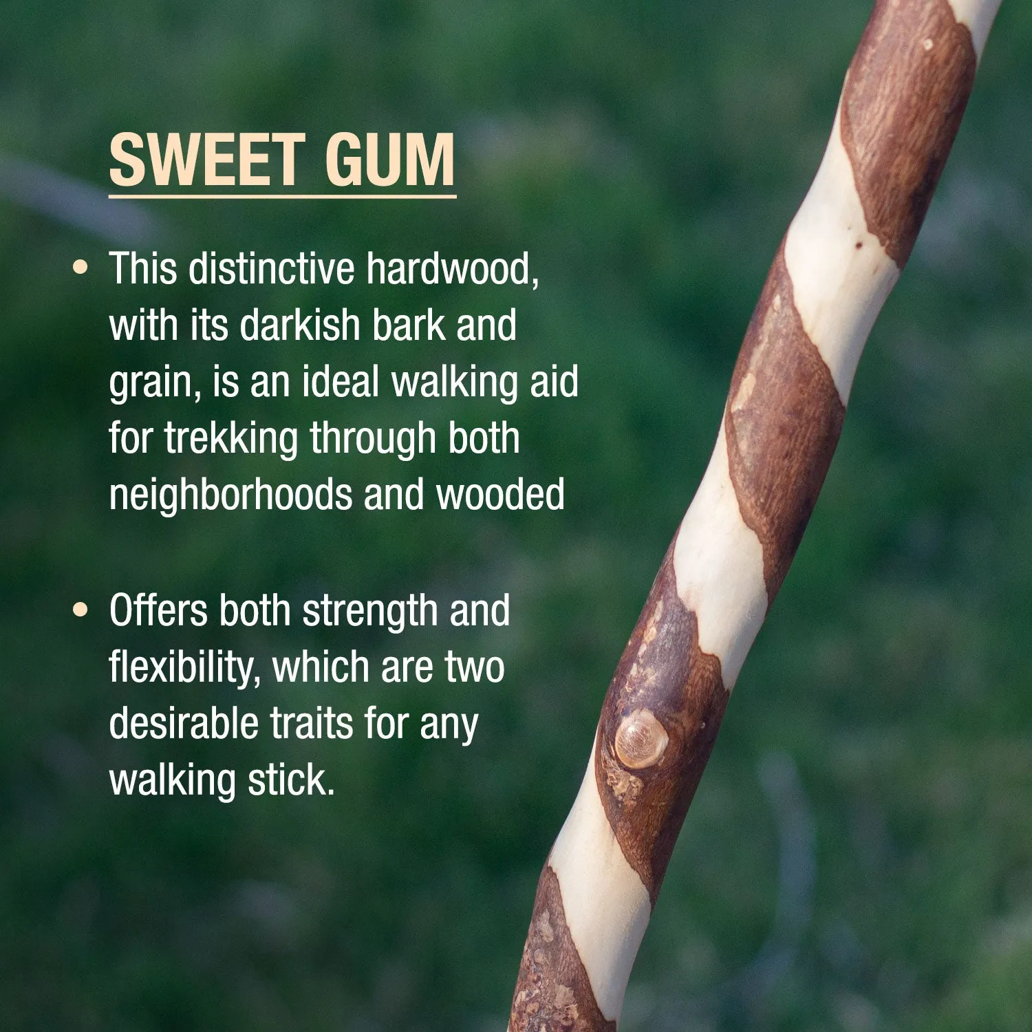 Twisted Sweet Gum Rustic Walking Stick